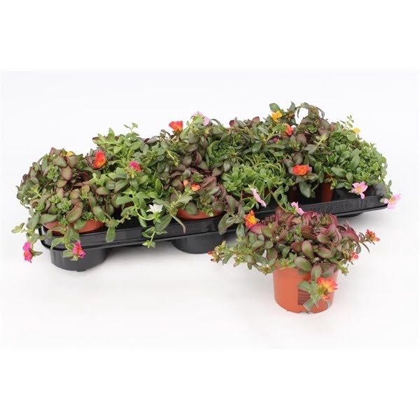 <h4>Portulaca Umbraticolata</h4>