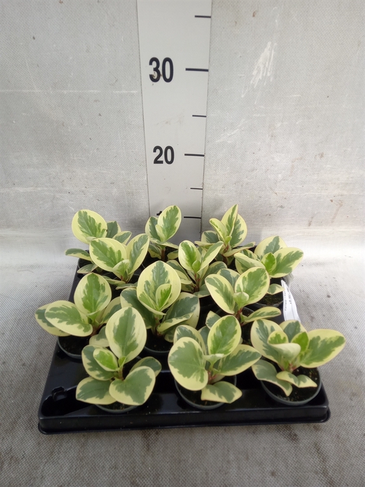 <h4>Peperomia</h4>