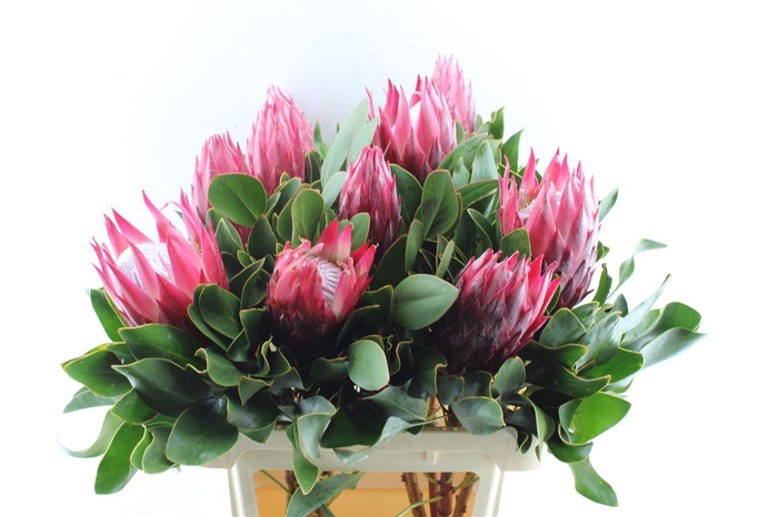 <h4>Protea Cy Madiba</h4>