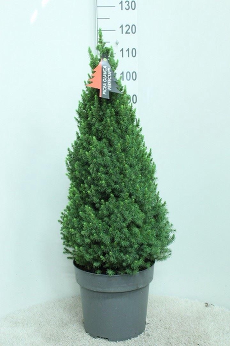 <h4>Picea glauca 'Perfecta'</h4>