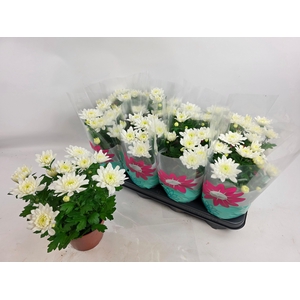 CHRYS CHR WHITE