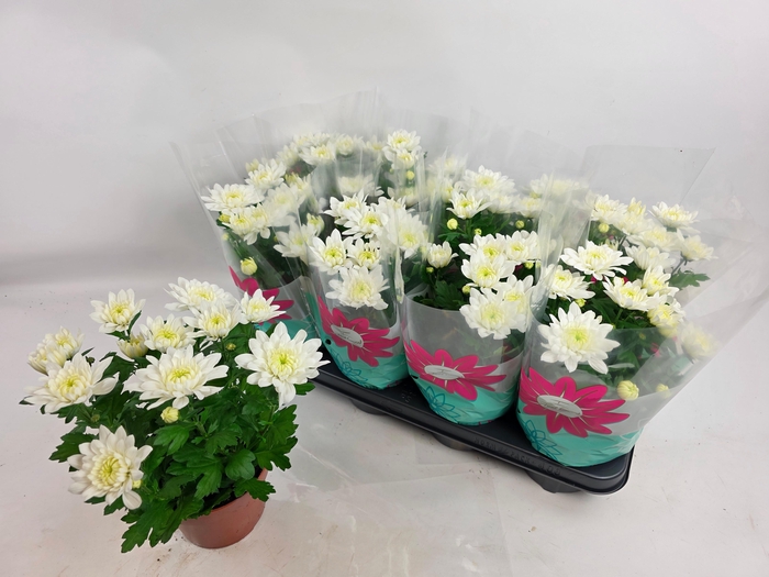 <h4>CHRYS CHR WHITE</h4>