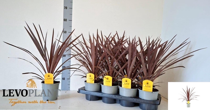 <h4>CORD AUS RED STAR</h4>