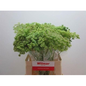 AMMI VISNAGA GREEN MIST