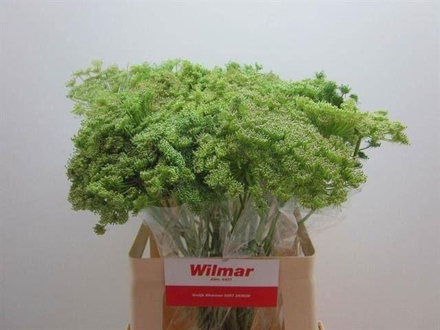 <h4>AMMI VISNAGA GREEN MIST</h4>