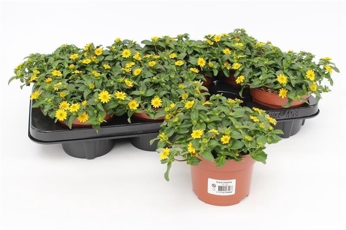 <h4>Sanvitalia Procumbens geel</h4>