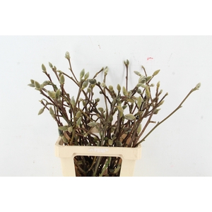 MAGNOLIA LENNEI ALBA PER STEM 060CM