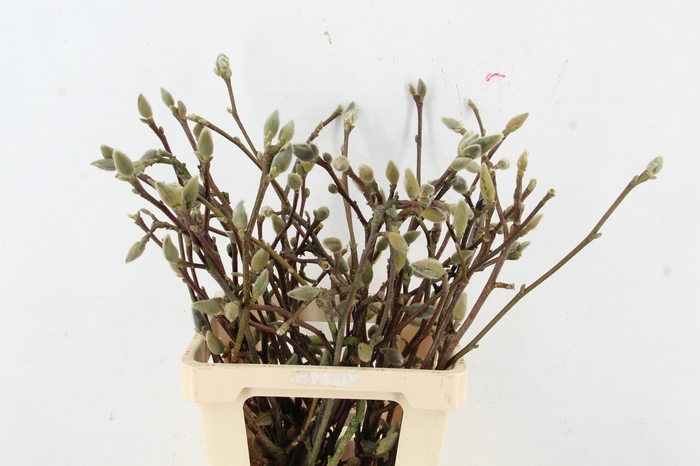 <h4>MAGNOLIA LENNEI ALBA PER STEM 060CM</h4>