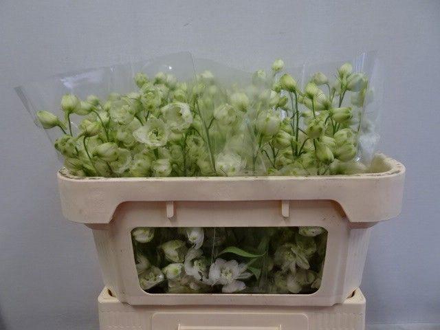 <h4>DELPH DU DEW WHI SMI</h4>