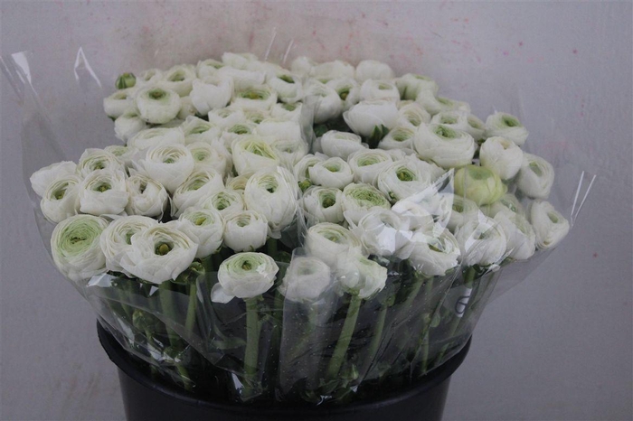 <h4>Ran Elegance White</h4>