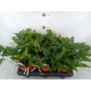 Humata tyermannii