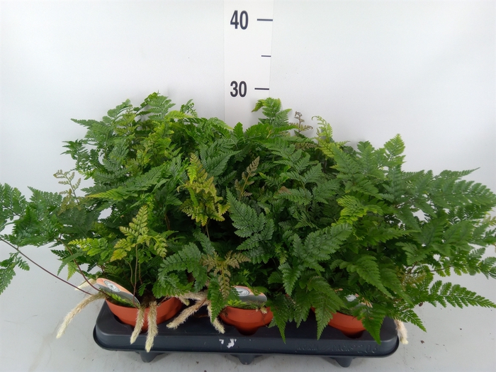 <h4>Humata tyermannii</h4>