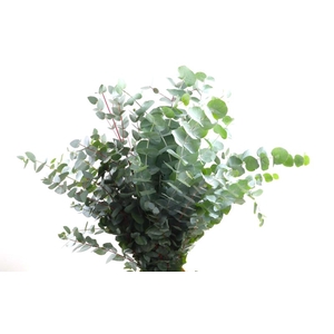 Cinerea Long Extreme