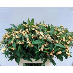 Euph F T Cognac Baron