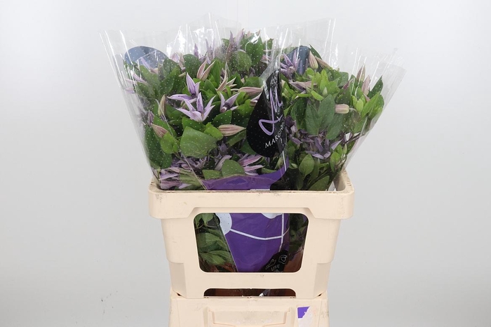 <h4>Clem Amazing Miami</h4>