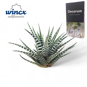 Haworthia Fasc. Big Band Cutfl Wincx-5cm