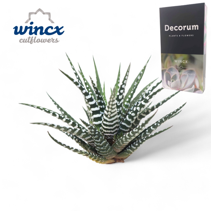 Haworthia Fasc. Big Band Cutfl Wincx-5cm