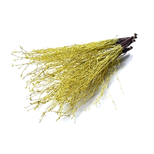 Birch 70cm 10stems per bunch Light Yellow