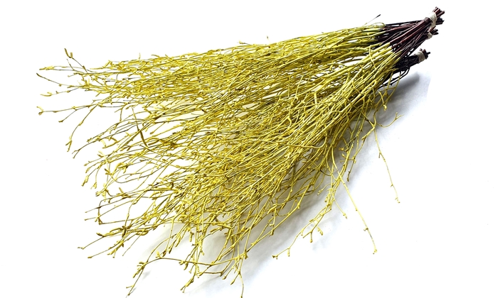 Birch 70cm 10stems per bunch Light Yellow