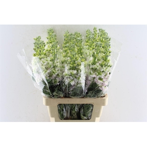 Matth Iron Antique Rose