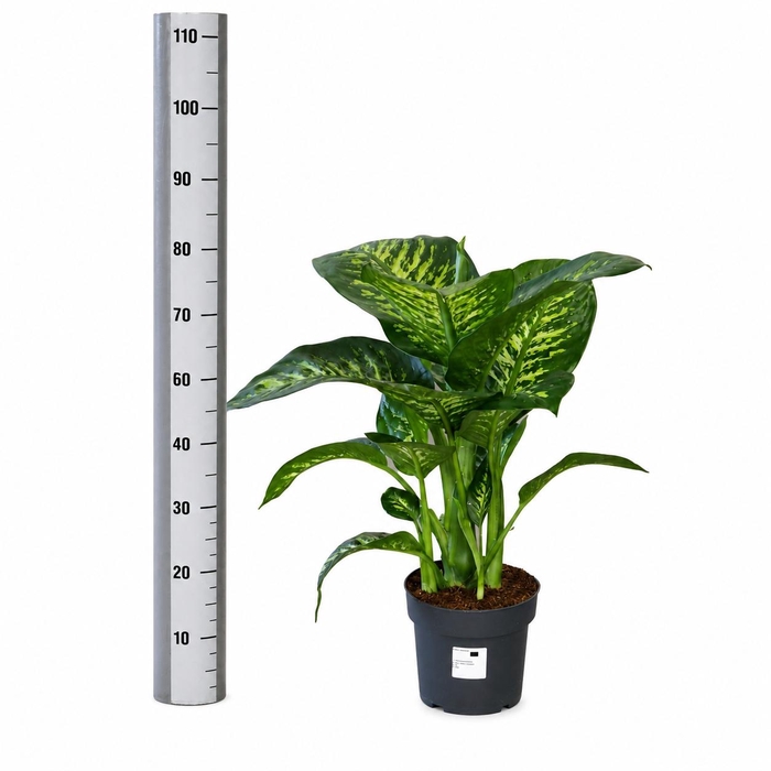 <h4>DIEFF SE TROPIC SNOW</h4>