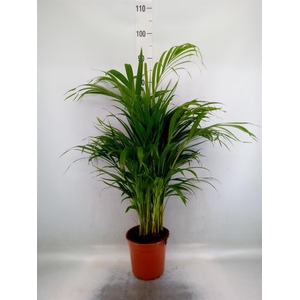 Dypsis lutescens   ...Chrysalidoca