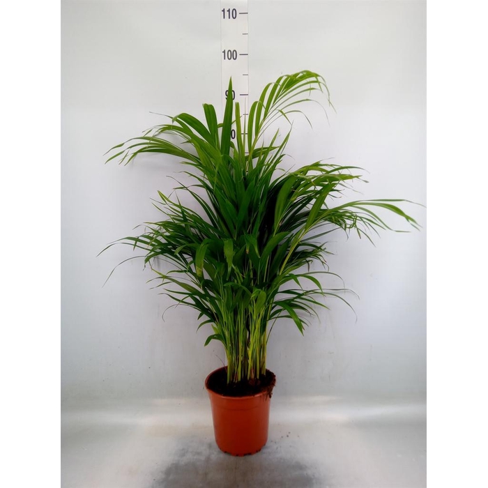 <h4>Dypsis lutescens   ...Chrysalidoca</h4>