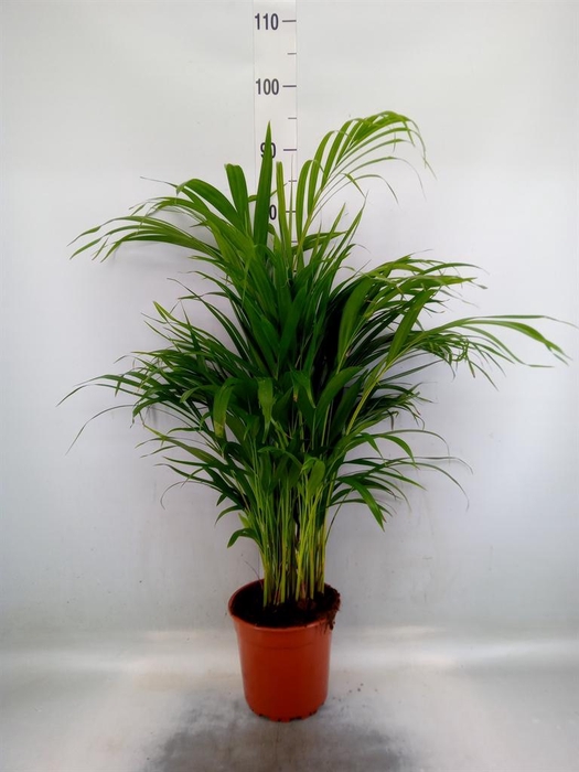 <h4>Dypsis lutescens   ...Chrysalidoca</h4>