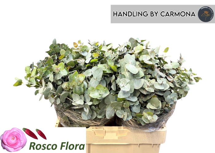 <h4>EUC CINEREA PER BOS</h4>