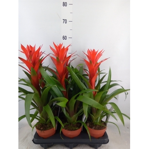 Guzmania  'Ostara'