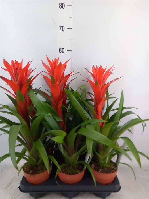 <h4>Guzmania  'Ostara'</h4>