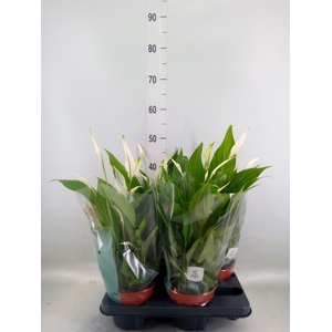 Spathiphyllum  'Pearl Cupido'