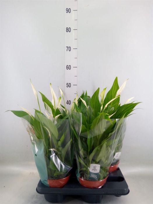 <h4>Spathiphyllum  'Pearl Cupido'</h4>