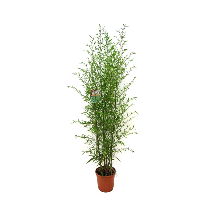 <h4>Phyllostachys bissetii</h4>