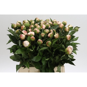 Paeonia Festiva Maxima