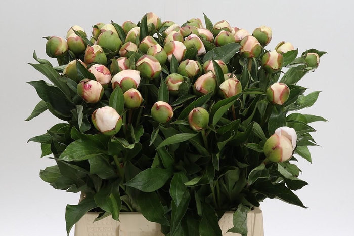 <h4>Paeonia Festiva Maxima</h4>