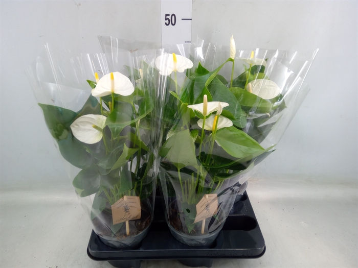 <h4>Anthurium andr. 'Cocos'</h4>