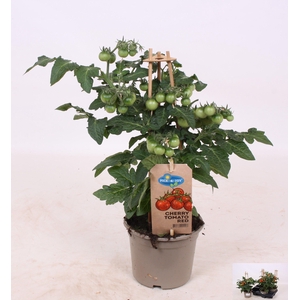 TOMATENPLANTEN