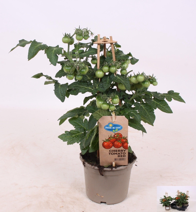 <h4>TOMATENPLANTEN</h4>
