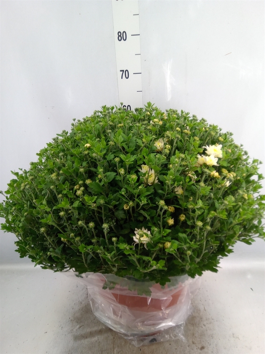 <h4>Chrysanthemum   ..GR</h4>