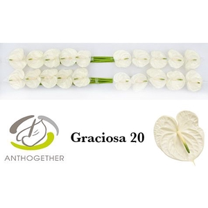 ANTH A GRACIOSA