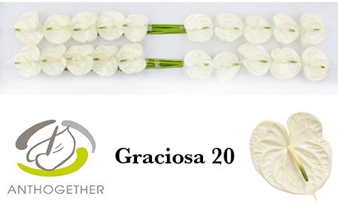 <h4>Anth A Graciosa</h4>