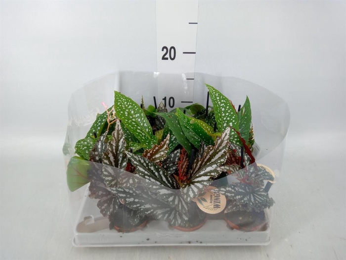 <h4>Begonia BD   ...</h4>