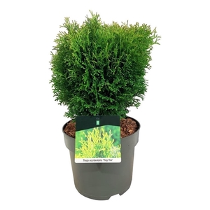 Thuja occ. 'Tiny Tim'