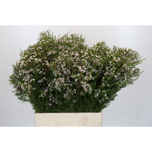 Chamelaucium Snow Flake