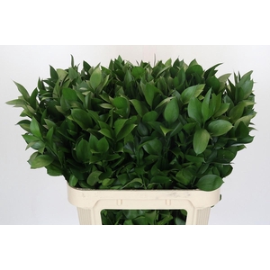 RUSCUS HYPOPHYLLUM