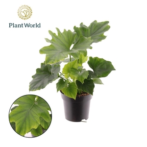 Philodendron selloum 'Hope'