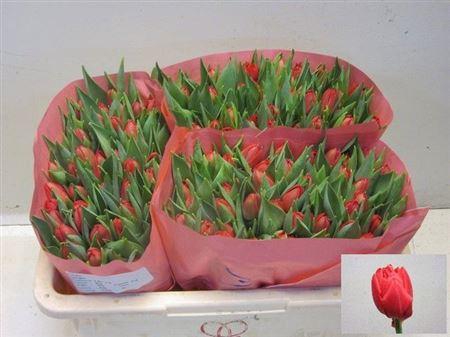 <h4>Tu Du Largo</h4>