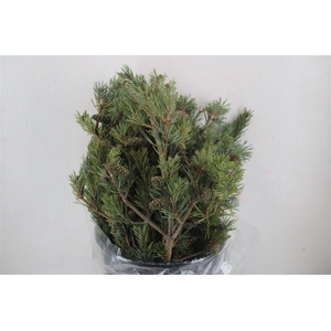 Pinus Mugo 300gr P Bunch