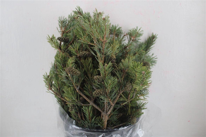 <h4>Pinus Mugo 300gr P Bunch</h4>